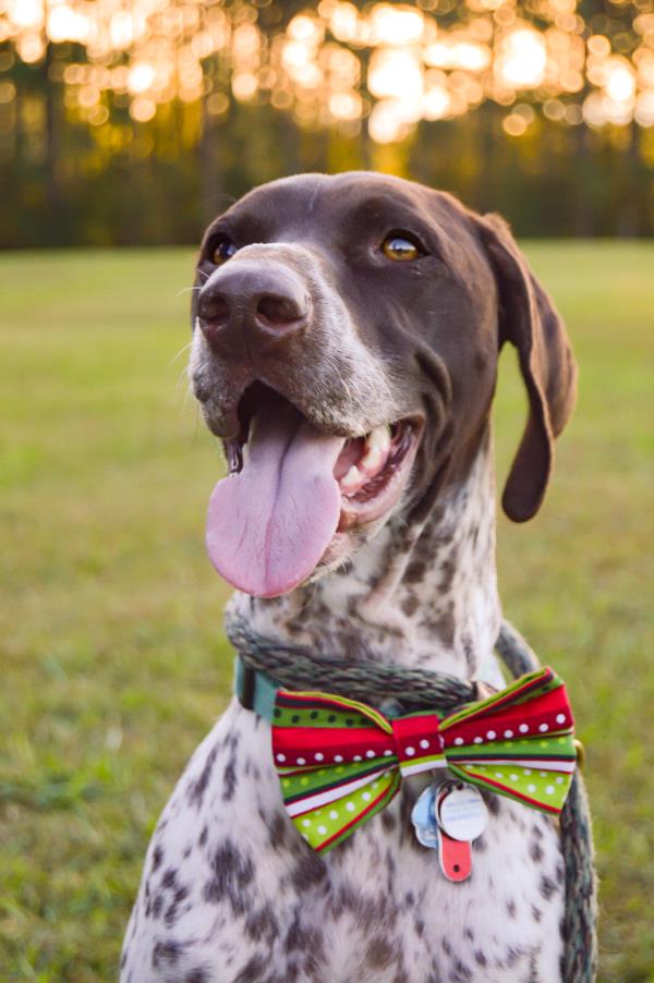 /images/uploads/southeast german shorthaired pointer rescue/segspcalendarcontest2021/entries/21751thumb.jpg